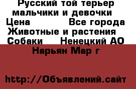 Русский той-терьер мальчики и девочки › Цена ­ 8 000 - Все города Животные и растения » Собаки   . Ненецкий АО,Нарьян-Мар г.